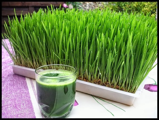 Một khay cỏ lúa mì có thể ép được từ 1 - 2 cốc. Ảnh: Food Một khay cỏ lúa mì có thể ép được từ 1 - 2 cốc. Ảnh: Food