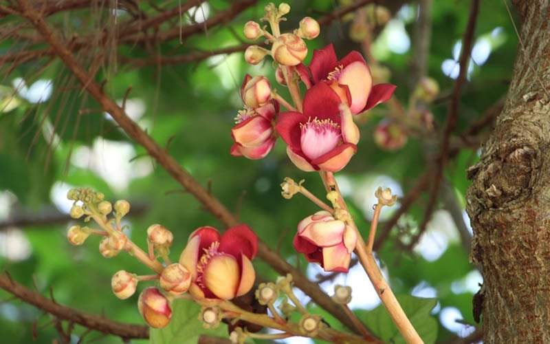 Hoa Sala có vẻ bề ngoài như loài hoa sen. Hoa Sala có vẻ bề ngoài như loài hoa sen.