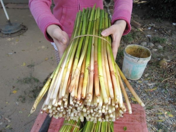 Ngoài ra, cỏ năn bộp còn mọc nhiều ở một số tỉnh khác như Sóc Trăng, An Giang, Đồng Tháp, Long An, Cà Mau…(Nguồn Vanhoamientay) Ngoài ra, cỏ năn bộp còn mọc nhiều ở một số tỉnh khác như Sóc Trăng, An Giang, Đồng Tháp, Long An, Cà Mau…(Nguồn Vanhoamientay)