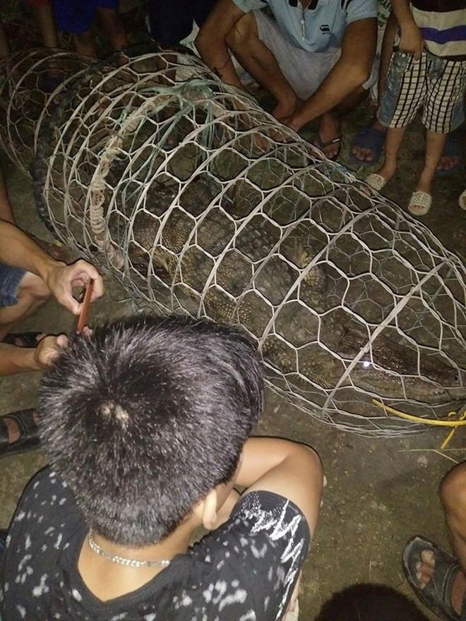 Người dân dùng rọ nhốt con cá sấu bắt được dọc bờ sông. Ảnh: CTV. Người dân dùng rọ nhốt con cá sấu bắt được dọc bờ sông. Ảnh: CTV.