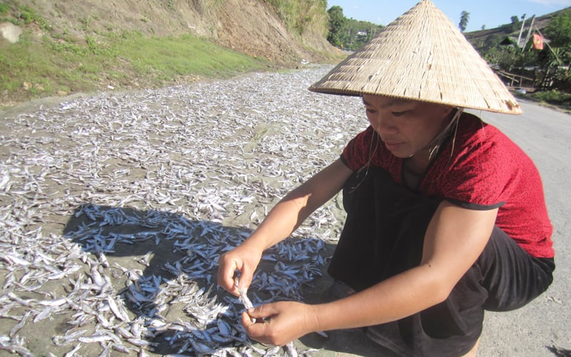 Những con cá nhỏ được nông dân đánh tôm phơi khô làm thức ăn dự trữ. Những con cá nhỏ được nông dân đánh tôm phơi khô làm thức ăn dự trữ.