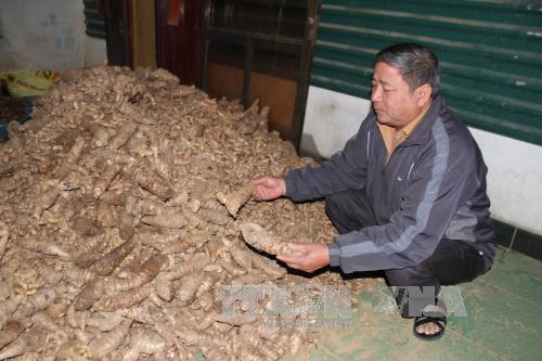 Ông Lê Ngọc Trinh, Chủ tịch Hội Nông dân xã Yên Sơn, kiểm tra chất lượng nghệ đen. Ảnh: Thùy Dung/TTXVN Ông Lê Ngọc Trinh, Chủ tịch Hội Nông dân xã Yên Sơn, kiểm tra chất lượng nghệ đen. Ảnh: Thùy Dung/TTXVN