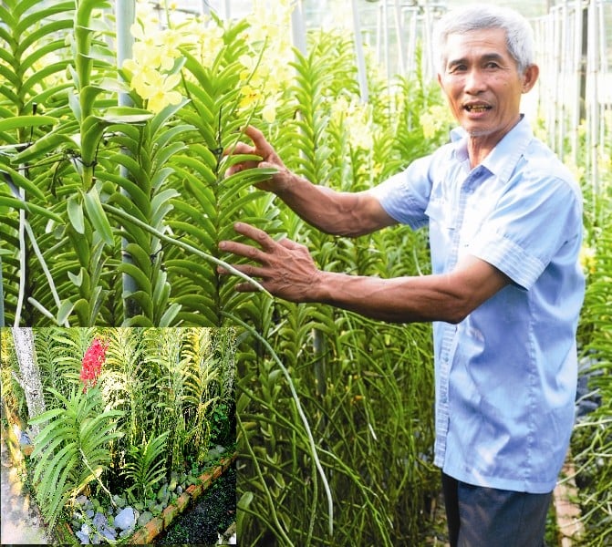 Ông Lớn - người đầu tiên áp dụng kỹ thuật trồng lan bằng đá thay cho vỏ đậu phộng. Ông Lớn - người đầu tiên áp dụng kỹ thuật trồng lan bằng đá thay cho vỏ đậu phộng.