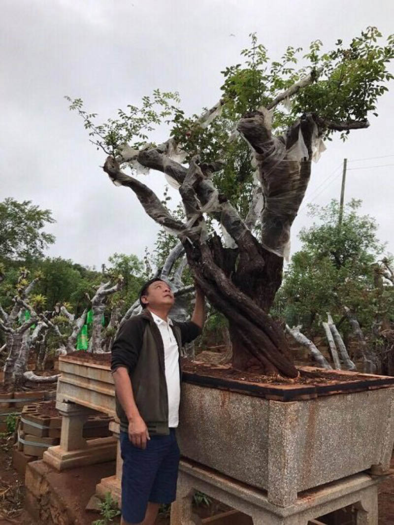 Ông đang chăm sóc cây, chờ đến khi có mầm bánh tẻ sẽ tiến hành ghép hồng cổ Sapa vào gốc để sau cây sẽ ra hoa đẹp hơn Ông đang chăm sóc cây, chờ đến khi có mầm bánh tẻ sẽ tiến hành ghép hồng cổ Sapa vào gốc để sau cây sẽ ra hoa đẹp hơn