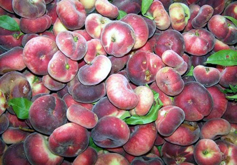Trên mạng xã hội, loại quả này được rao bán khá phổ biến, trong khi hiếm siêu thị, chợ cóc bày bán sản phẩm này. (Ảnh: Báo Tầm nhìn) Trên mạng xã hội, loại quả này được rao bán khá phổ biến, trong khi hiếm siêu thị, chợ cóc bày bán sản phẩm này. (Ảnh: Báo Tầm nhìn)