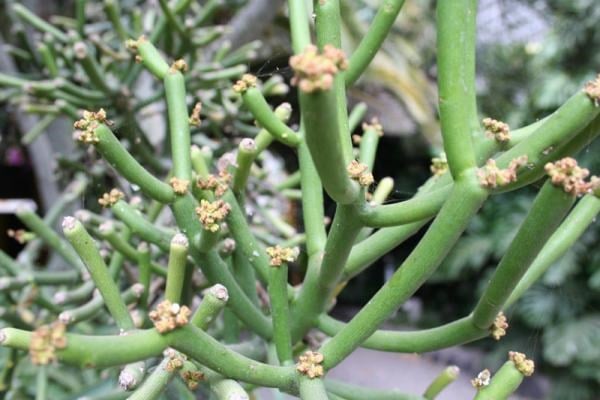 Cây xương khô/bút chì phân bố ở nhiều nơi trên thế giới, từ châu Phi đến nhiều khu vực nhiệt đới khác như Châu Á. (Nguồn Blogspot) Cây xương khô/bút chì phân bố ở nhiều nơi trên thế giới, từ châu Phi đến nhiều khu vực nhiệt đới khác như Châu Á. (Nguồn Blogspot)