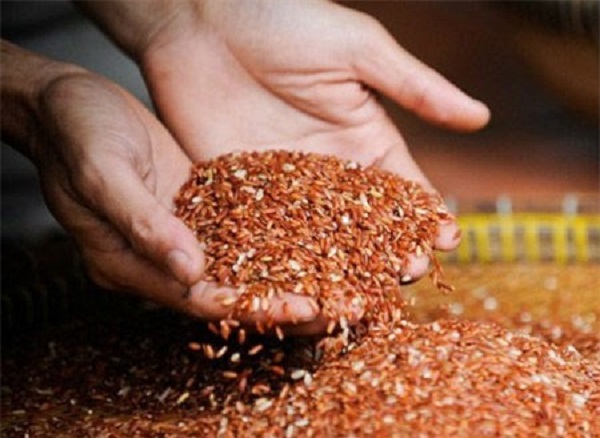 Gạo lứt cũng có phần vỏ, cám rất tốt, cung cấp chất xơ. Tuy nhiên chưa có công trình khoa học nào khẳng định gạo lứt có khả năng phòng chống, chữa trị ung thư. Ảnh: T.G Gạo lứt cũng có phần vỏ, cám rất tốt, cung cấp chất xơ. Tuy nhiên chưa có công trình khoa học nào khẳng định gạo lứt có khả năng phòng chống, chữa trị ung thư. Ảnh: T.G