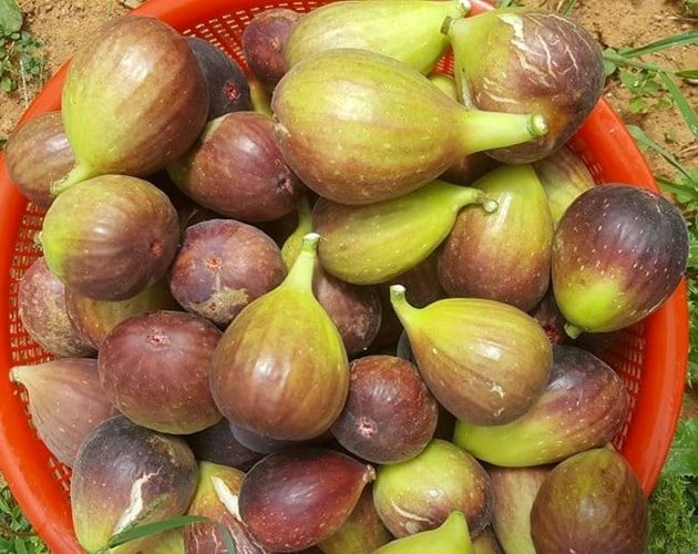 Theo một số chủ cửa hàng hoa quả độc lạ, sung Mỹ đang là loại quả hot, nhiều người đặt mua. Ảnh: Vietnamnet. Theo một số chủ cửa hàng hoa quả độc lạ, sung Mỹ đang là loại quả hot, nhiều người đặt mua. Ảnh: Vietnamnet.