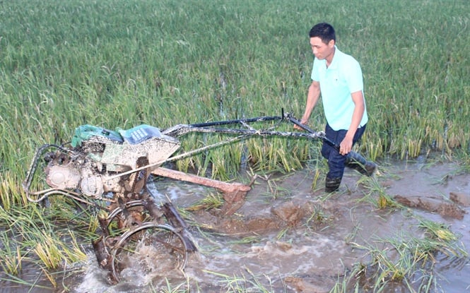 Anh Chiến tranh thủ cày ruộng lúc chiều muộn. Anh Chiến tranh thủ cày ruộng lúc chiều muộn.