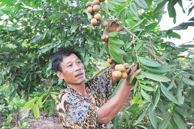 Ông Chu Văn Vang ở thôn Đa Hòa, xã Bình Minh, huyện Khoái Châu, Hưng Yên bên giống nhãn mới độc đáo của gia đình. Hải Đăng Ông Chu Văn Vang ở thôn Đa Hòa, xã Bình Minh, huyện Khoái Châu, Hưng Yên bên giống nhãn mới độc đáo của gia đình. Hải Đăng