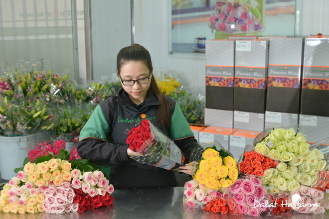 Một góc khu vực đóng gói hoa hồng cao cấp Dalat Hasfarm. Một góc khu vực đóng gói hoa hồng cao cấp Dalat Hasfarm.