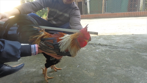 Gà 9 cựa Xuân Sơn. Gà 9 cựa Xuân Sơn.
