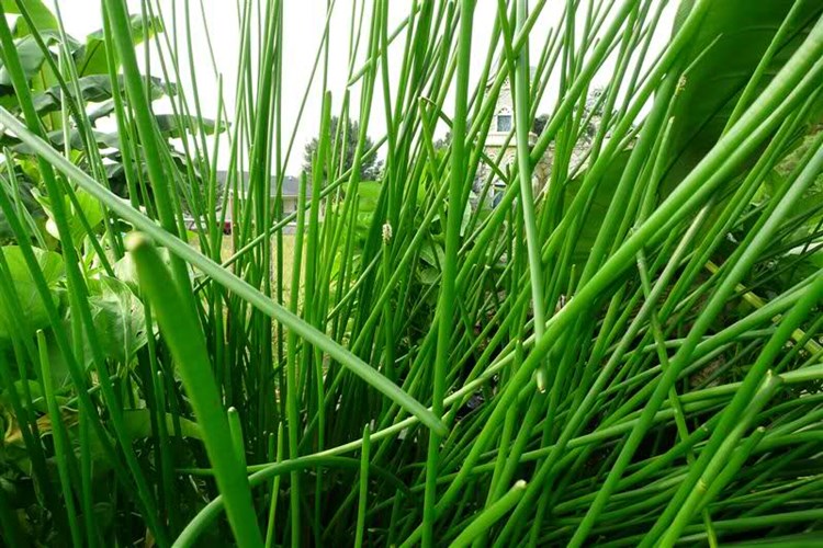 Cây cỏ năn bộp có cọng tròn to bằng khoảng chiếc đũa, màu nâu non. Tháng 4 âm lịch là thời điểm năn bộp mọc ngút ngàn trên các cánh đồng. (Nguồn Tintucmientay) Cây cỏ năn bộp có cọng tròn to bằng khoảng chiếc đũa, màu nâu non. Tháng 4 âm lịch là thời điểm năn bộp mọc ngút ngàn trên các cánh đồng. (Nguồn Tintucmientay)