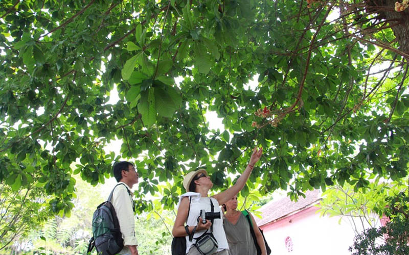 Các du khách nước ngoài cũng thích thú với vẻ đẹp của loài hoa Sala. Các du khách nước ngoài cũng thích thú với vẻ đẹp của loài hoa Sala.