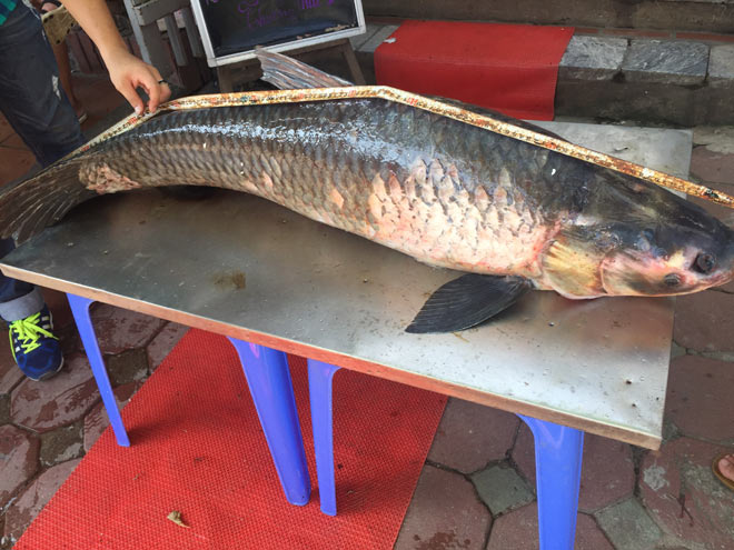 Cá trắm đen có chiều dài 1,45m. Cá trắm đen có chiều dài 1,45m.