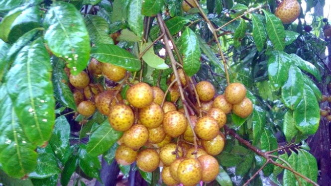 Nên ăn nhãn ta chín cây, cuống còn tươi, tránh ăn nhãn bị ướp hóa chất. Nên ăn nhãn ta chín cây, cuống còn tươi, tránh ăn nhãn bị ướp hóa chất.