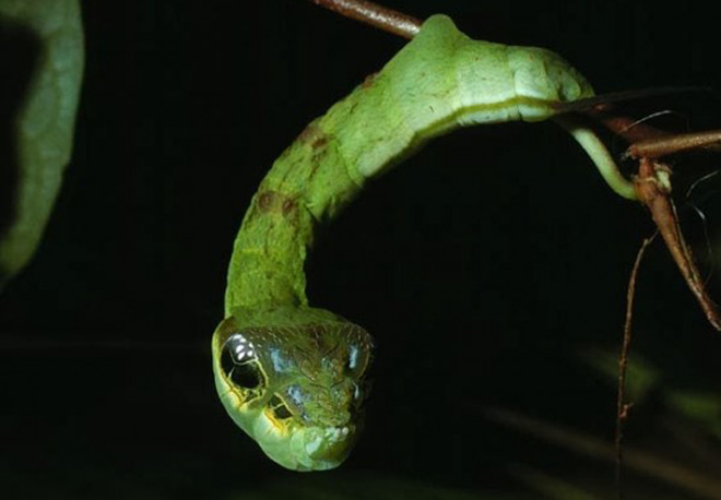 Sâu bướm Hemeroplanes triptolemus là ấu trùng của loài bướm đêm thuộc họ Sphingidae, thường được tìm thấy ở nhiều khu vực của Nam Mỹ, châu Phi và Trung Á. Ảnh: Odditycentral Sâu bướm Hemeroplanes triptolemus là ấu trùng của loài bướm đêm thuộc họ Sphingidae, thường được tìm thấy ở nhiều khu vực của Nam Mỹ, châu Phi và Trung Á. Ảnh: Odditycentral