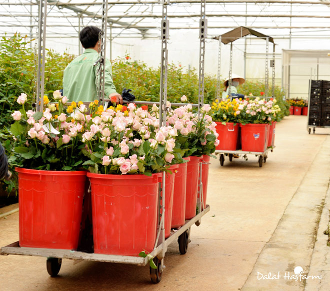 Thu hoạch hoa hồng tại trang trại Dalat Hasfarm. Thu hoạch hoa hồng tại trang trại Dalat Hasfarm.