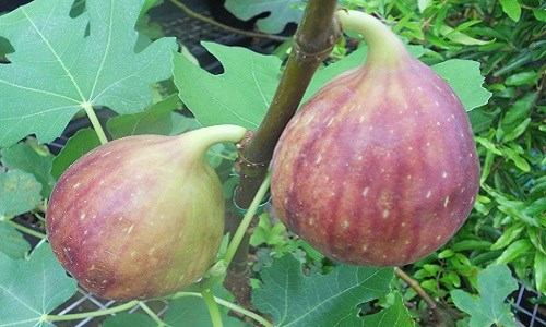 Ở Việt Nam, giống cây sung Mỹ cũng được bày bán khá nhiều, nhưng quả sung Mỹ thì rất hạn chế vì nguồn cung từ các nhà vườn rất ít. Ảnh: Aloari. Ở Việt Nam, giống cây sung Mỹ cũng được bày bán khá nhiều, nhưng quả sung Mỹ thì rất hạn chế vì nguồn cung từ các nhà vườn rất ít. Ảnh: Aloari.