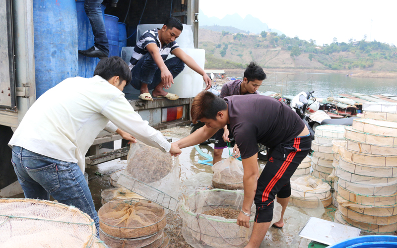 Tôm sông Đà được nhiều thương lái mua để vận chuyển đến các tỉnh khác tiêu thụ. Tôm sông Đà được nhiều thương lái mua để vận chuyển đến các tỉnh khác tiêu thụ.