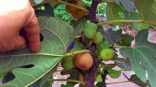 Khi còn non, quả sung Mỹ có màu xanh lục, lúc chín chuyển sang màu đỏ tươi, quả nặng vì dày cùi, mọng nước. Ảnh: NetNews. Khi còn non, quả sung Mỹ có màu xanh lục, lúc chín chuyển sang màu đỏ tươi, quả nặng vì dày cùi, mọng nước. Ảnh: NetNews.
