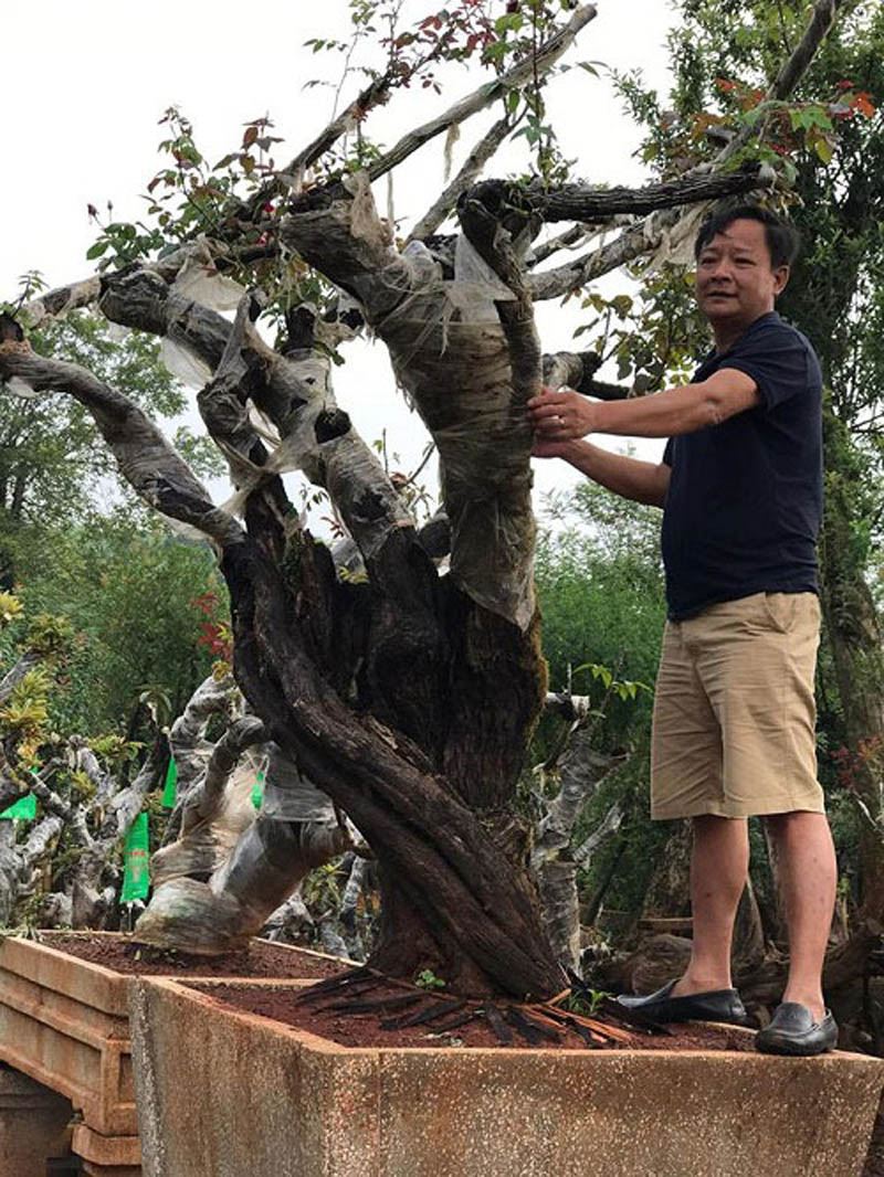 Để bứng và đưa được cây hoa hồng này về vườn thành công, ông Minh mất khoảng thời gian gần 2 năm trời Để bứng và đưa được cây hoa hồng này về vườn thành công, ông Minh mất khoảng thời gian gần 2 năm trời