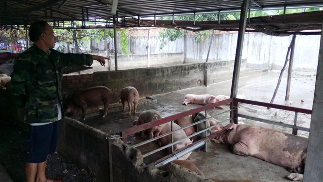 Tính đến nay, số heo đã chết trên 100 con lớn nhỏ khiến gia đình ông Chấn thiệt hại hơn 100 triệu đồng. Tính đến nay, số heo đã chết trên 100 con lớn nhỏ khiến gia đình ông Chấn thiệt hại hơn 100 triệu đồng.
