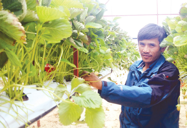 Chủ vườn Nguyễn Thanh Trúc chăm sóc vườn dâu. Chủ vườn Nguyễn Thanh Trúc chăm sóc vườn dâu.