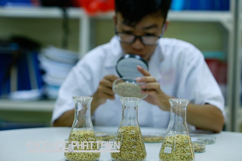 Nghiên cứu viên của Viện Nghiên cứu và Phát triển cây trồng - Học viện Nông nghiệp Việt Nam - đang quan sát và đánh giá cảm quan các giống lúa được bảo tồn. Ảnh: Lê Hằng Nghiên cứu viên của Viện Nghiên cứu và Phát triển cây trồng - Học viện Nông nghiệp Việt Nam - đang quan sát và đánh giá cảm quan các giống lúa được bảo tồn. Ảnh: Lê Hằng
