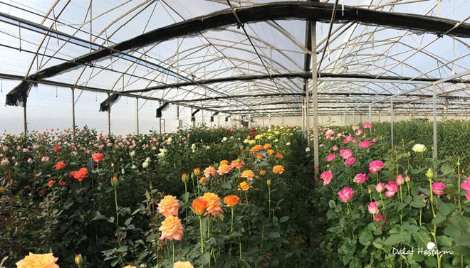 Hoa hồng Dalat Hasfarm được trồng theo mô hình phát triển bền vững. Hoa hồng Dalat Hasfarm được trồng theo mô hình phát triển bền vững.