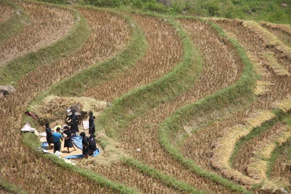 Tháng 9 dương lịch là thời điểm mà bà con nơi đây thu hoạch lúa mùa.