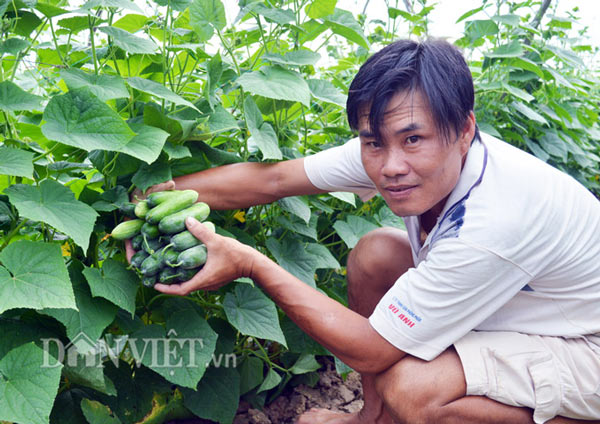Theo anh Giang, cần chú ý chăm sóc rau màu theo từng giống, ở từng giai đoạn (Ảnh: Chúc Ly) Theo anh Giang, cần chú ý chăm sóc rau màu theo từng giống, ở từng giai đoạn (Ảnh: Chúc Ly)