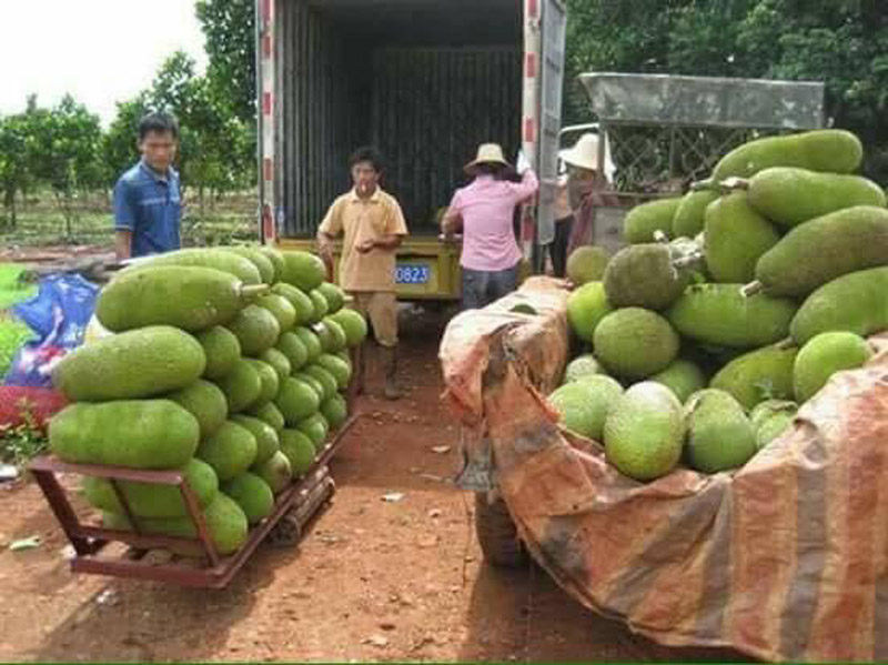 Người Việt Nam đang rất thích thú và ưa chuộng loại mít này.