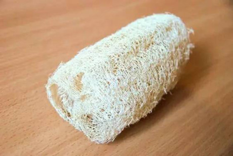 Xơ mướp còn có thể dùng để trồng cây. Xơ mướp còn có thể dùng để trồng cây.