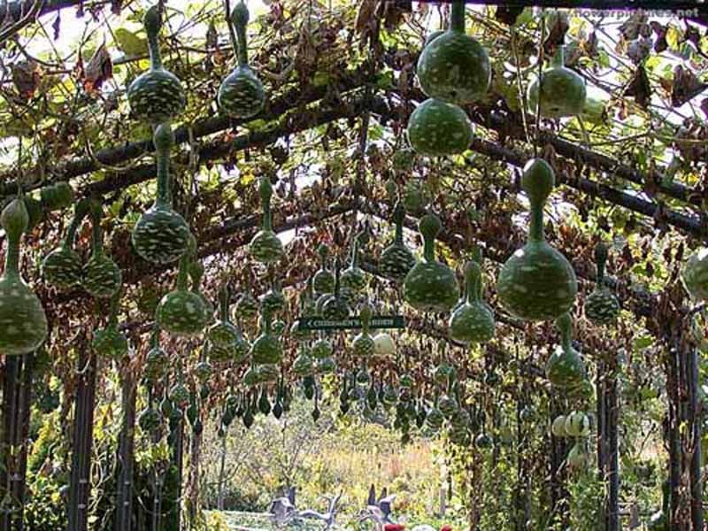 Để làm được chúng, bạn cần có hệ thống giàn vững chãi được thiết kế uốn cong thành những đường hầm đẹp mắt. Khi bầu, bí lớn, chúng sẽ tự động leo lên giàn, tạo nên cảnh quan vô cùng thú vị. Để làm được chúng, bạn cần có hệ thống giàn vững chãi được thiết kế uốn cong thành những đường hầm đẹp mắt. Khi bầu, bí lớn, chúng sẽ tự động leo lên giàn, tạo nên cảnh quan vô cùng thú vị.