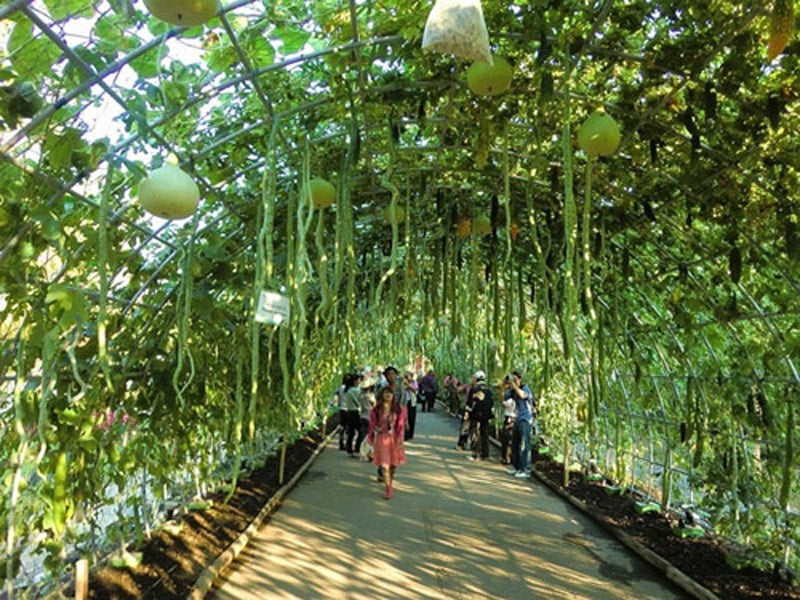 Giàn bầu bí ở công viên Rachapruek, Chiang Mai, Thái Lan khiến du khách không thể không chụp ảnh. Giàn bầu bí ở công viên Rachapruek, Chiang Mai, Thái Lan khiến du khách không thể không chụp ảnh.