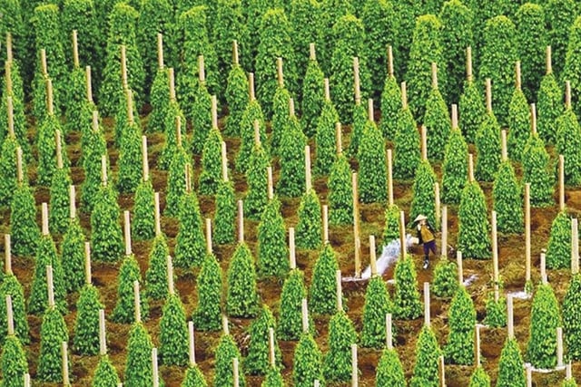 Giải pháp bền vững cho cây hồ tiêu ở Tây Nguyên