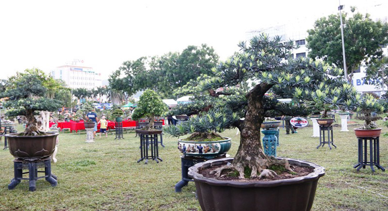 3 gốc Vạn niên tùng tạo 