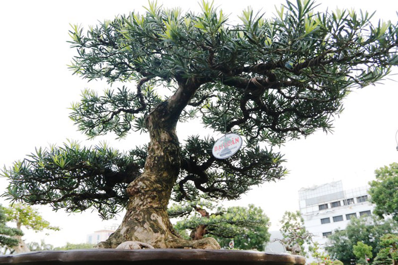 Vạn niên tùng đang khá phổ biến nhưng với loại cây dáng huyền, thuộc thế 
