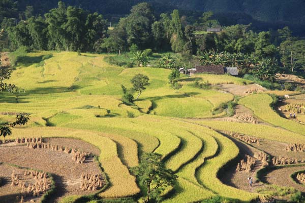 Nhìn ở góc độ nào cũng thấy ruộng bậc thang đẹp mê hồn.