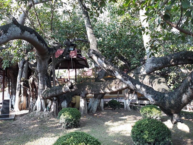 Cây đa Mười Ba Gốc cao khoảng 10 mét, với hàng chục cành lớn tạo thành tán rộng có đường kính khoảng 40 m. Cây có 13 gốc lớn, thẳng, gồm một gốc chính và 12 gốc phụ Cây đa Mười Ba Gốc cao khoảng 10 mét, với hàng chục cành lớn tạo thành tán rộng có đường kính khoảng 40 m. Cây có 13 gốc lớn, thẳng, gồm một gốc chính và 12 gốc phụ