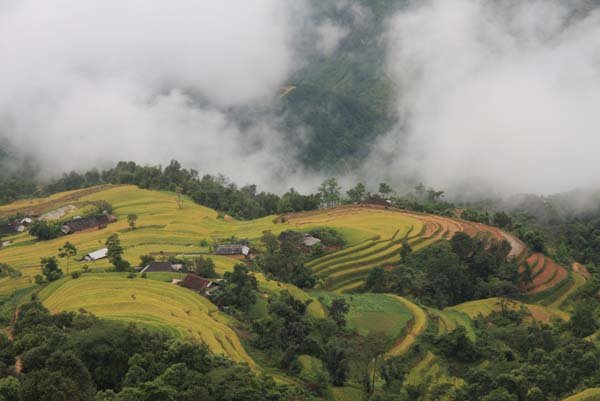 Trong sương sớm bảng lảng, những thửa ruộng bậc thang vàng rực hiện lên giữa bốn bề mây núi.