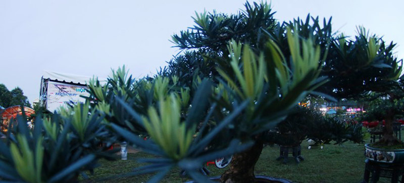 Sắc xanh 