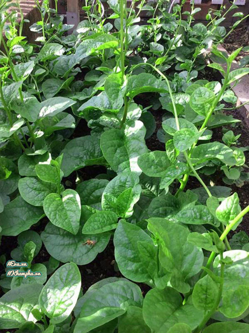 Các loại rau Việt được anh Đức trồng trong vườn. Các loại rau Việt được anh Đức trồng trong vườn.