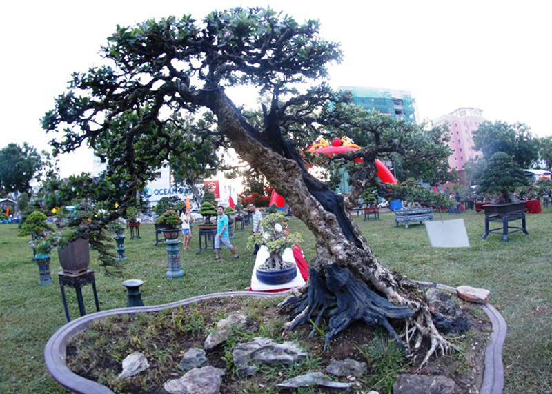 Cây Linh sam (nhà vườn Nguyệt Anh) tại triển lãm. 