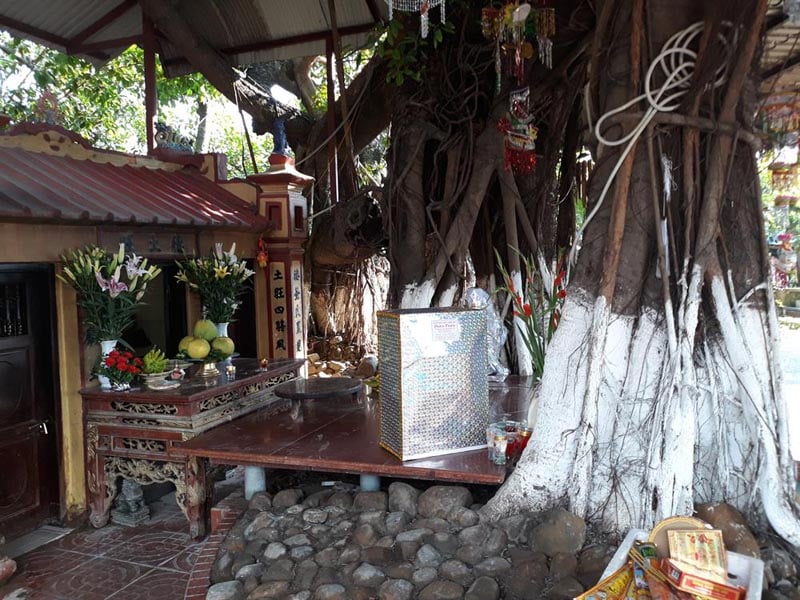 Dưới gốc đa có một miếu thờ, bên trong có tấm bia đá khắc chữ Hán Nôm. Theo người dân địa phương, miếu đã có từ lâu đời, thờ đức thổ vượng, người có công giúp dân khai hoang, lập ấp. Ngoài ra miếu còn là nơi thờ các quan, thần, cô, cậu và những vong hồn không nơi nương tựa. Dưới gốc đa có một miếu thờ, bên trong có tấm bia đá khắc chữ Hán Nôm. Theo người dân địa phương, miếu đã có từ lâu đời, thờ đức thổ vượng, người có công giúp dân khai hoang, lập ấp. Ngoài ra miếu còn là nơi thờ các quan, thần, cô, cậu và những vong hồn không nơi nương tựa.