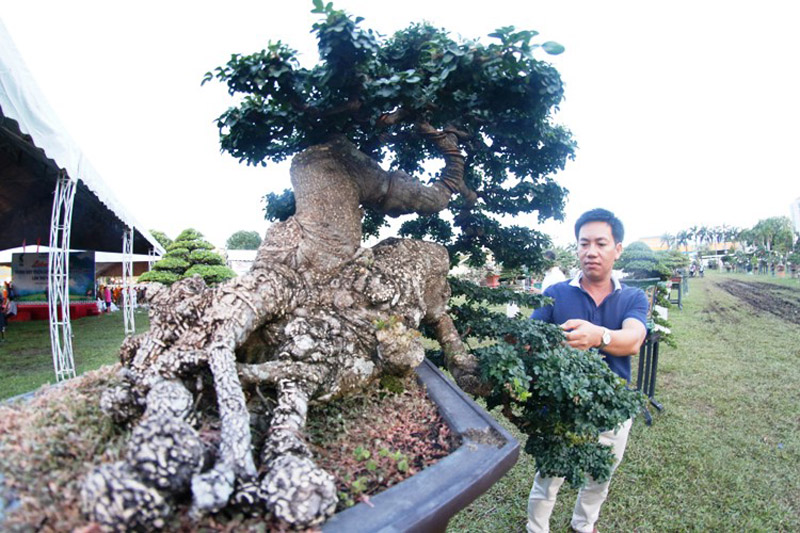 Cây Cần thăng thế thác đổ- một trong những 