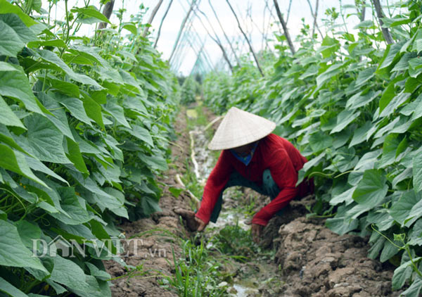 Khâu làm đất luôn được chú trọng trong mô hình trồng màu trên đất mặn (Ảnh: Chúc Ly) Khâu làm đất luôn được chú trọng trong mô hình trồng màu trên đất mặn (Ảnh: Chúc Ly)