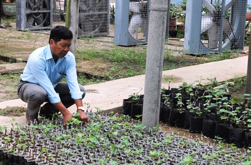 Ông Nguyễn Thường Lang chăm sóc giống nho dại. Ảnh: C.T Ông Nguyễn Thường Lang chăm sóc giống nho dại. Ảnh: C.T