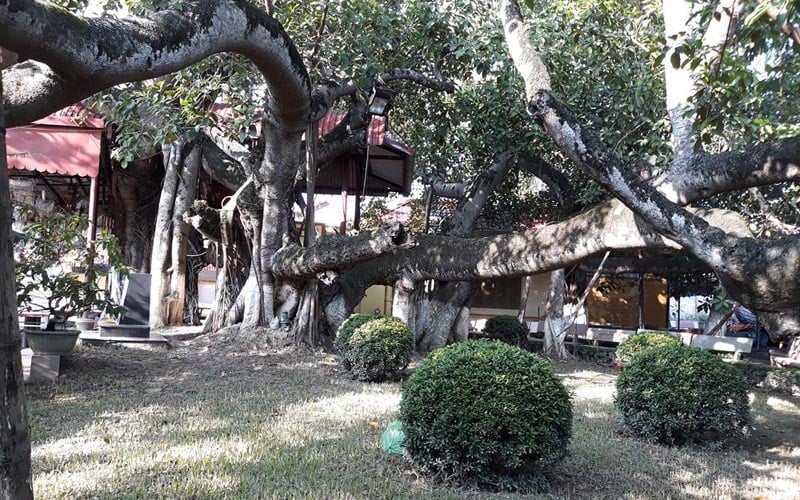 Hàng trăm năm chứng kiến biết bao thay đổi của lịch sử, nhưng cây đa 13 gốc vẫn xanh tốt và không ngừng vươn xa... Hàng trăm năm chứng kiến biết bao thay đổi của lịch sử, nhưng cây đa 13 gốc vẫn xanh tốt và không ngừng vươn xa...
